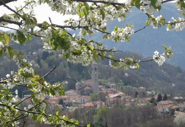 Cellio