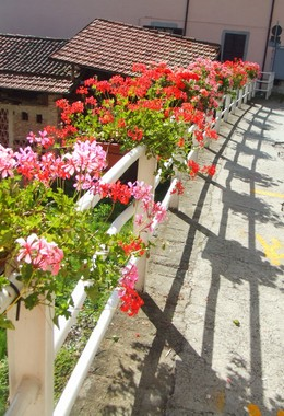 Vie in fiore - Gerani
