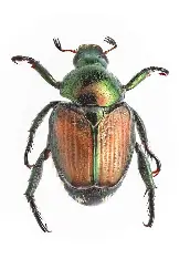 Popillia japonica